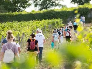 Visite dégustation dans les vignobles